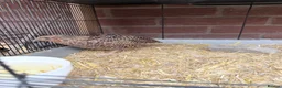 Quail poultry for sale: Male corturnix quail  - Advert 2