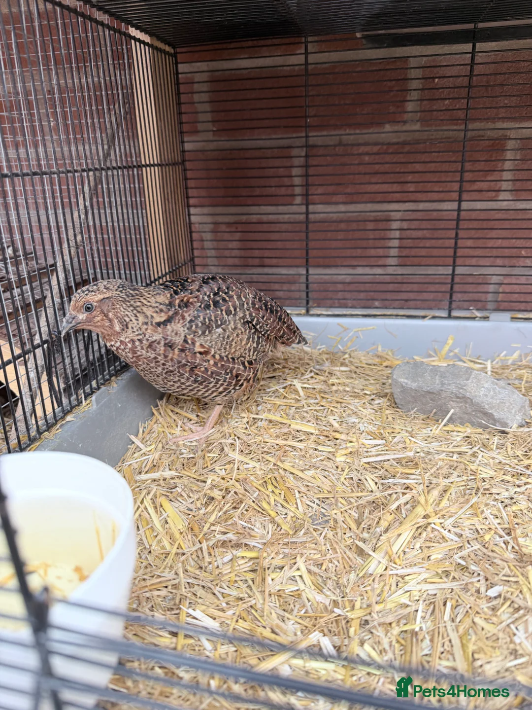 Quail poultry for sale: Male corturnix quail  - Advert 2