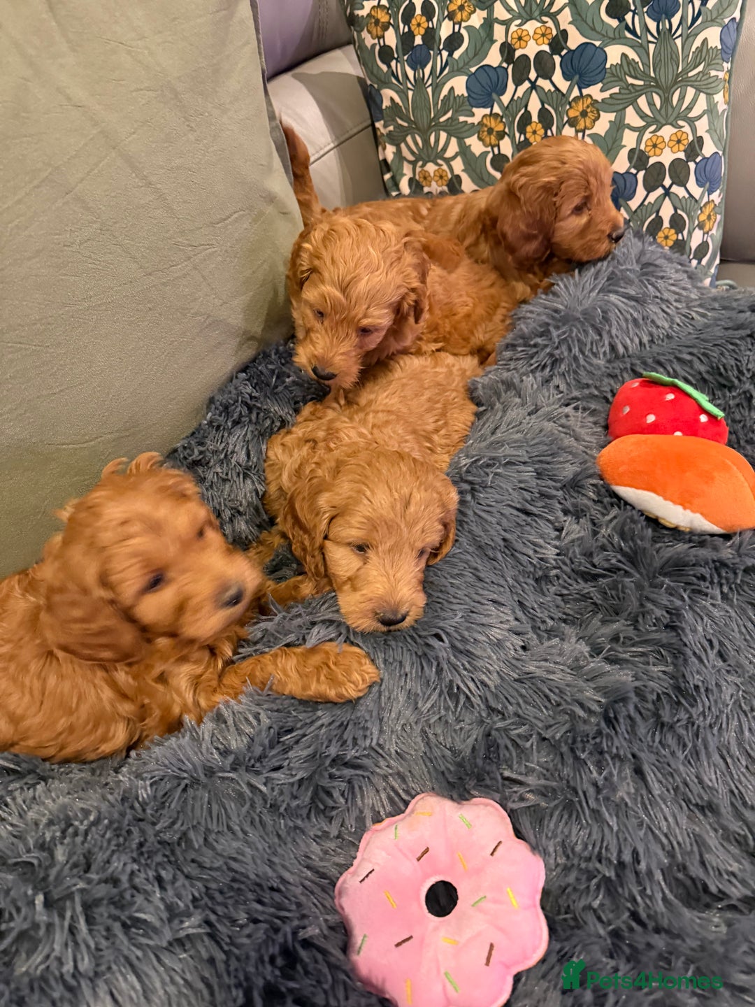 Cockapoo dogs for sale: MINI F1b COCKAPOO Puppies - Advert 16