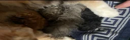 Mixed Breed cats for sale: Beautiful LePerm cross kittens  - Advert 3