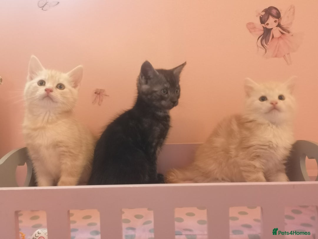 Maine Coon cats for sale: FLUFFY MAINECOON X KITTENS - Image 14