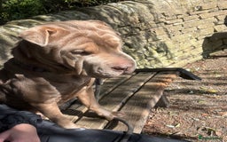 Mixed Breed dogs for sale: Gorgeous woman loving dog - Advert 1