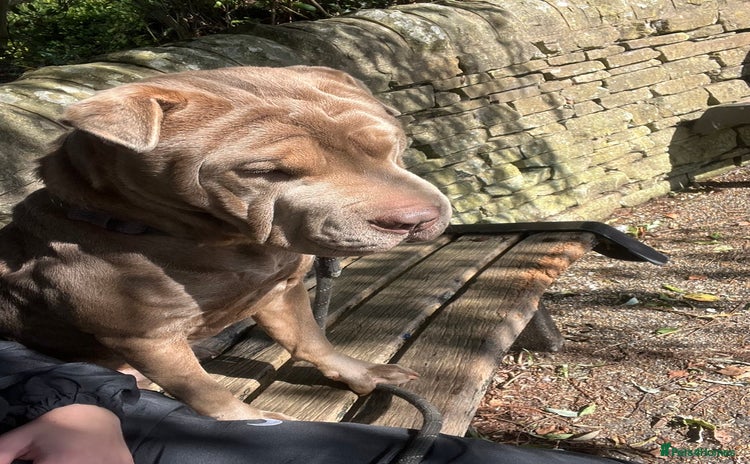 Mixed Breed dogs Gorgeous woman loving dog - Advert 1