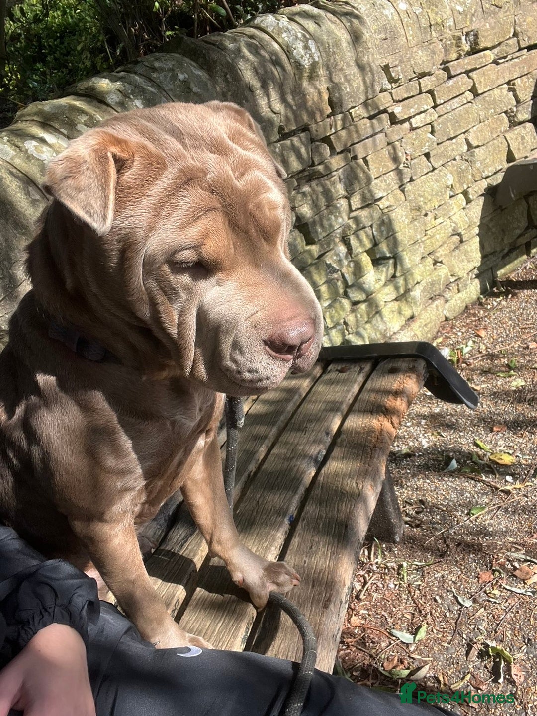 Mixed Breed dogs for sale: Gorgeous woman loving dog - Advert 1