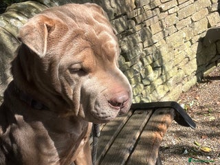 Mixed Breed dogs for sale: Gorgeous woman loving dog - Advert 1