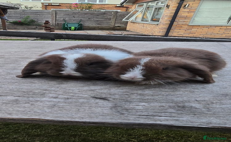 Mini Lop rabbits - Advert 6