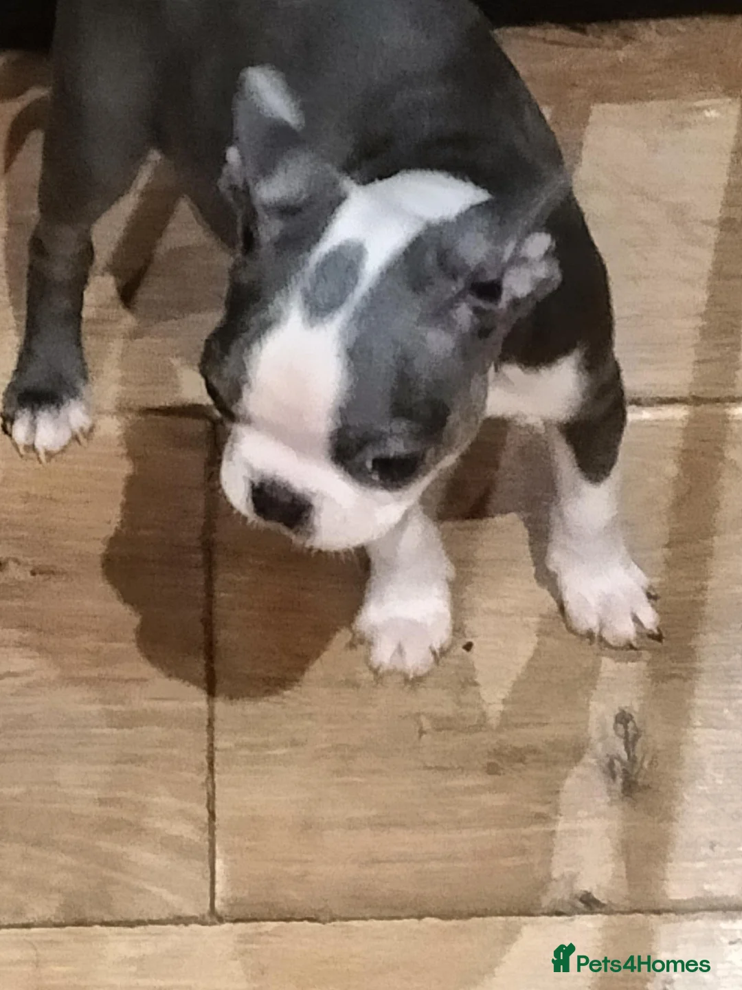 Boston Terrier dogs for sale: Boston Terrier  - Advert 2