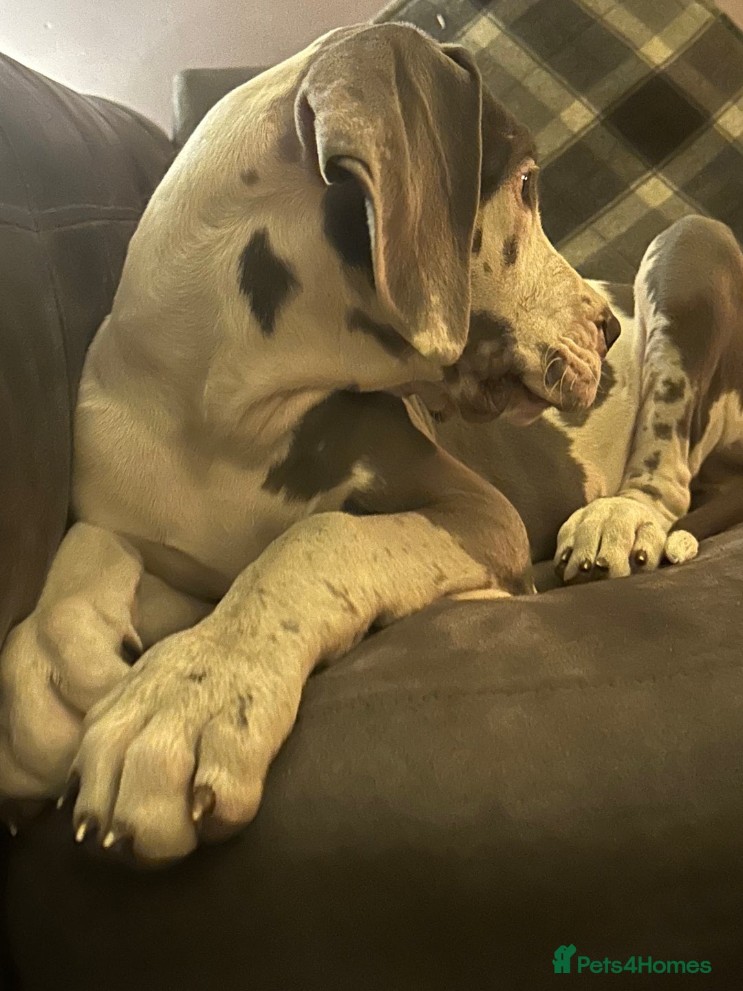 Great Dane dogs for sale: Reduced***** KC registered blue Great Dane puppies - Advert 30