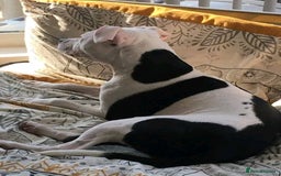 Mixed Breed dogs for sale: Staffy x puppies  - Image 10