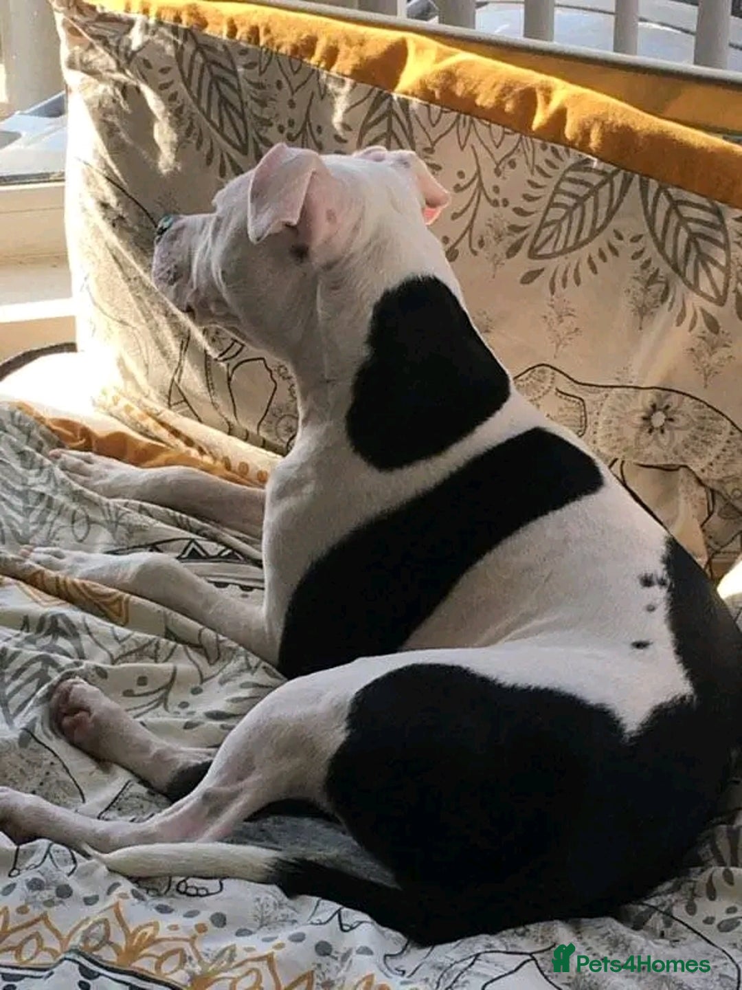 Mixed Breed dogs for sale: Staffy x puppies  - Image 10