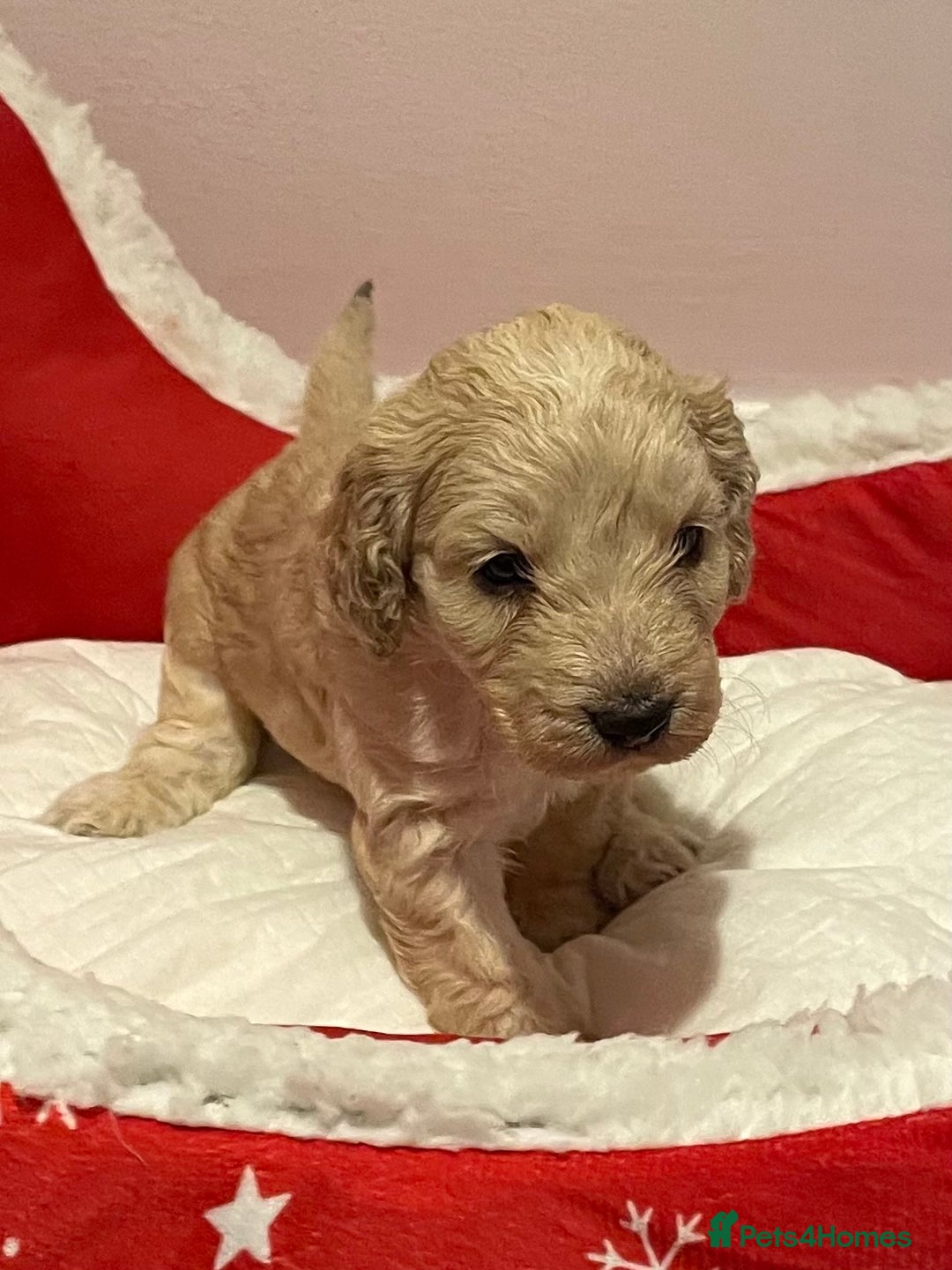 Cockapoo dogs for sale: 8 gorgeous F1 Cockapoos - Advert 6