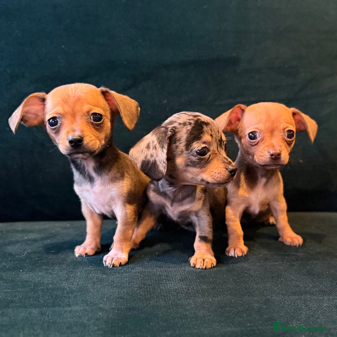 Mixed Breed dogs for sale: Chihuahua cross dachshund puppies  - Advert 14