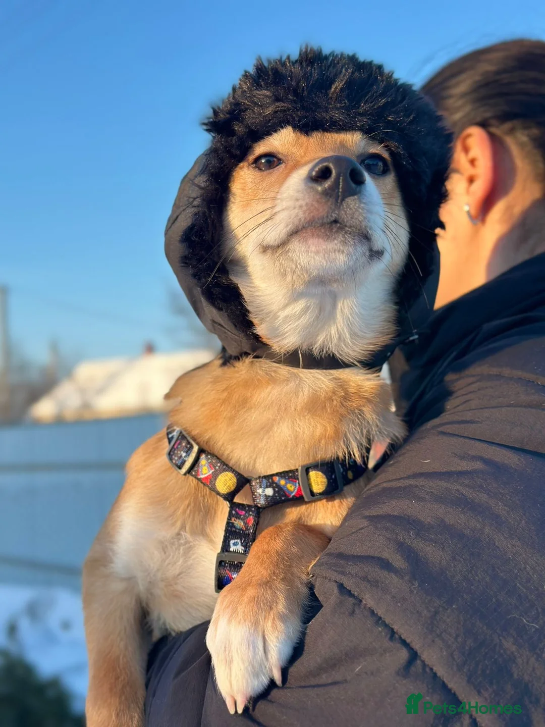 Mixed Breed dogs for adoption: 💙🐶 TUTTY 🐶💙 - Advert 10