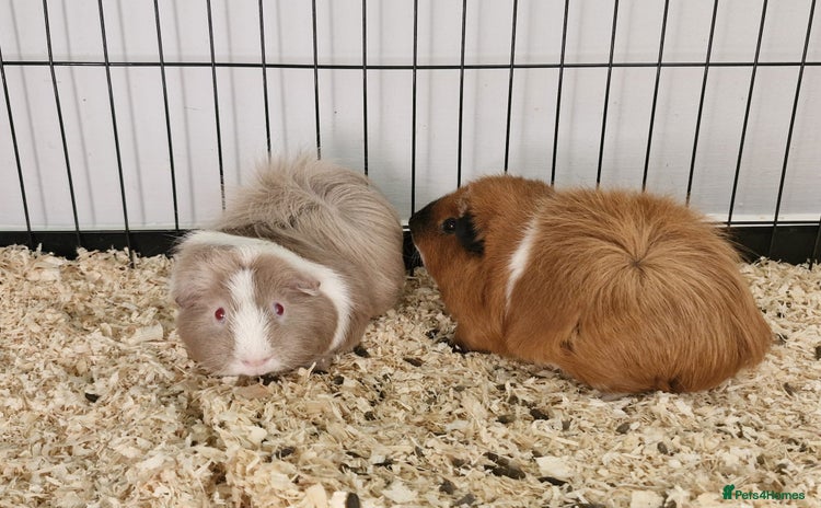 Guinea Pig rodents - Advert 4