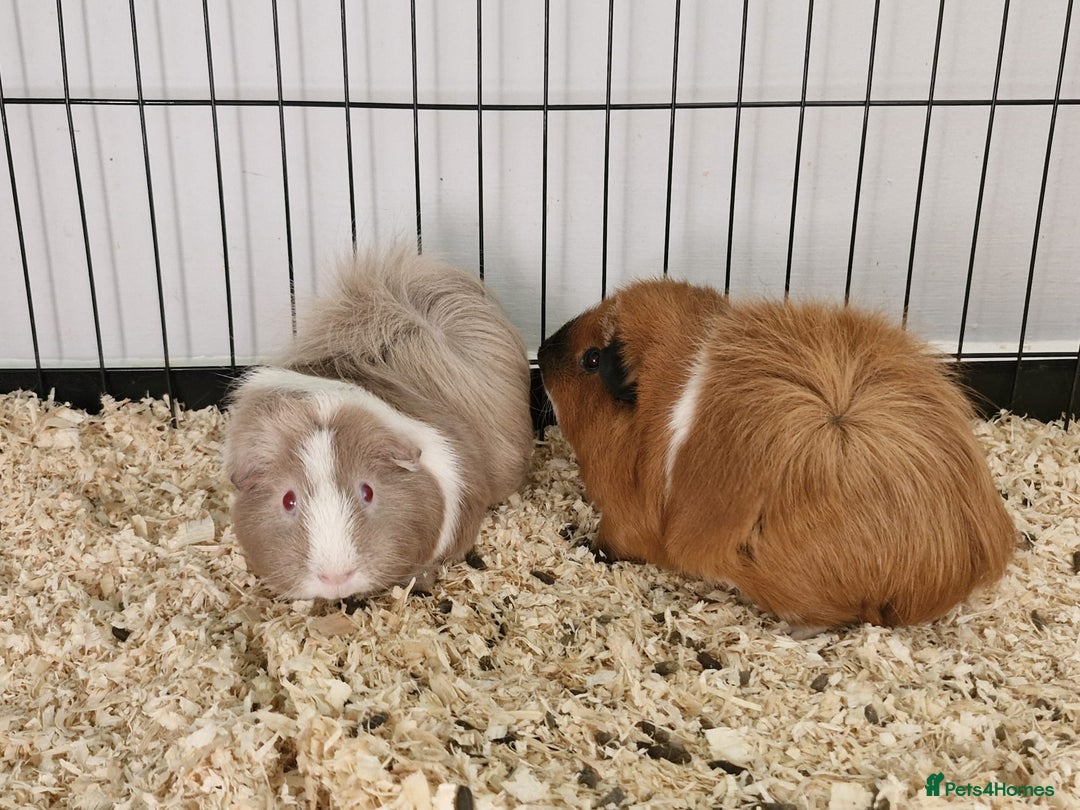 Guinea Pig rodents for sale: two beautiful male guinea pigs - Image 1