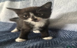 Mixed Breed cats for sale: Domestic cats  - Image 4
