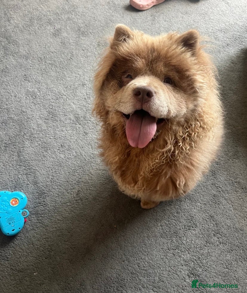 Chow Chow dogs Chow Chow For Rehoming - Advert 1