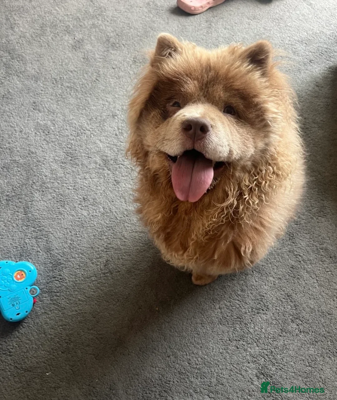 Chow Chow dogs for sale: Chow Chow For Rehoming - Advert 1