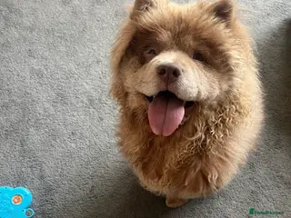 Chow Chow dogs Chow Chow For Rehoming - Advert 1