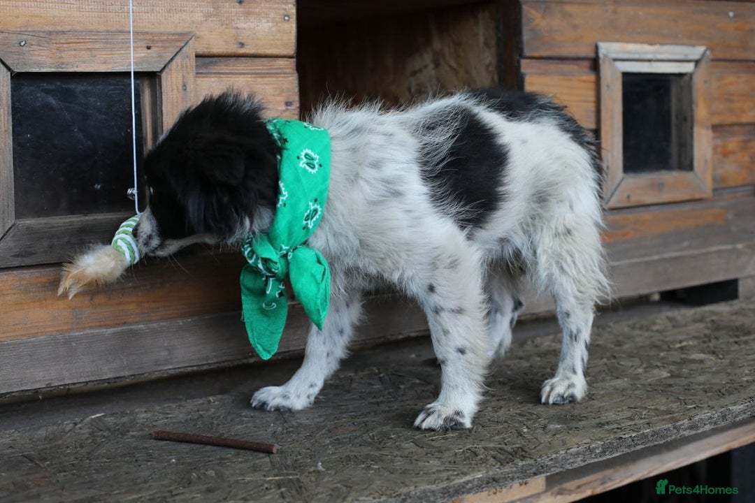 Mixed Breed dogs for adoption: 💖🐶 LOLLY & JOLIE 🐶💖 - Image 12