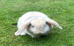 Mini Lop rabbits for sale: Mini Lops Ready now!!!!  in Coalville - Image 26