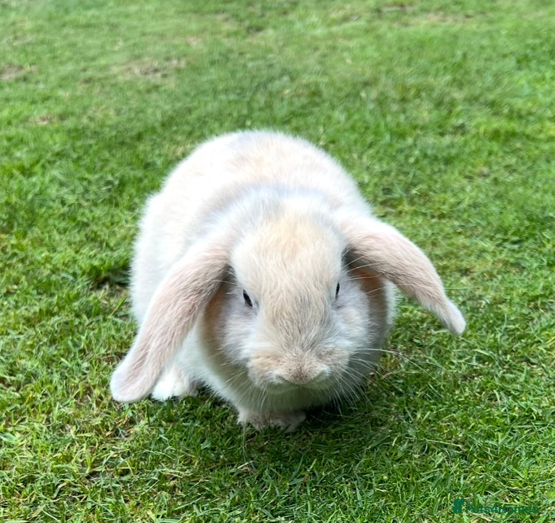 Mini Lop rabbits for sale: Mini Lops Ready now!!!!  in Coalville - Image 26