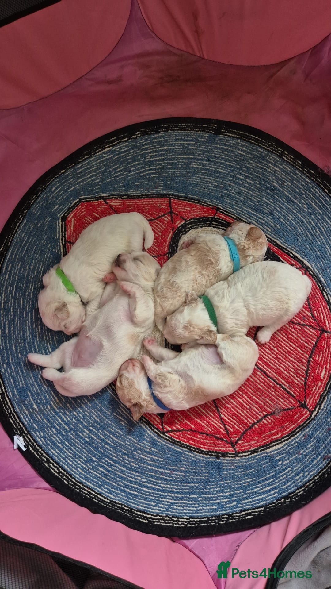 Mixed Breed dogs for sale: Beautiful shichon cross cavachon - Advert 2