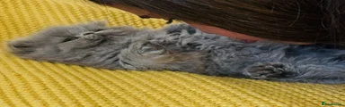 Persian Kitten 1