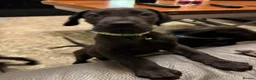 Great Dane dogs for sale: Ready now! Beautiful KC Great Dane puppies  - Advert 13