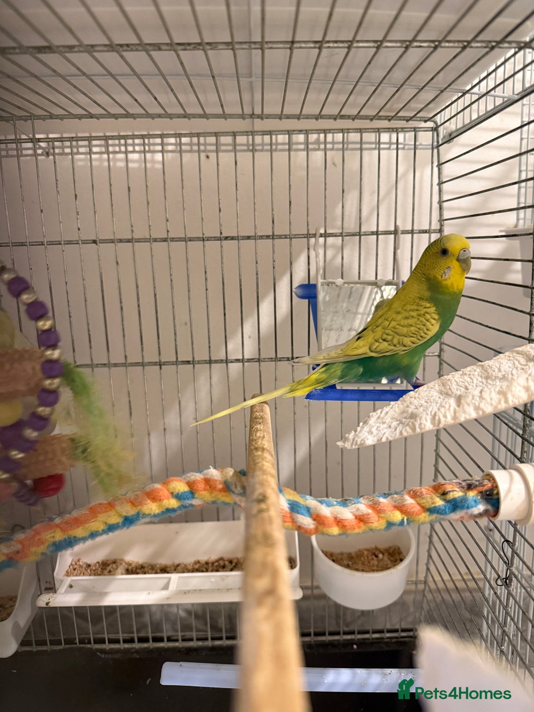 Budgerigars birds for sale: BABY BUDGIES FOR SALE  - Advert 10