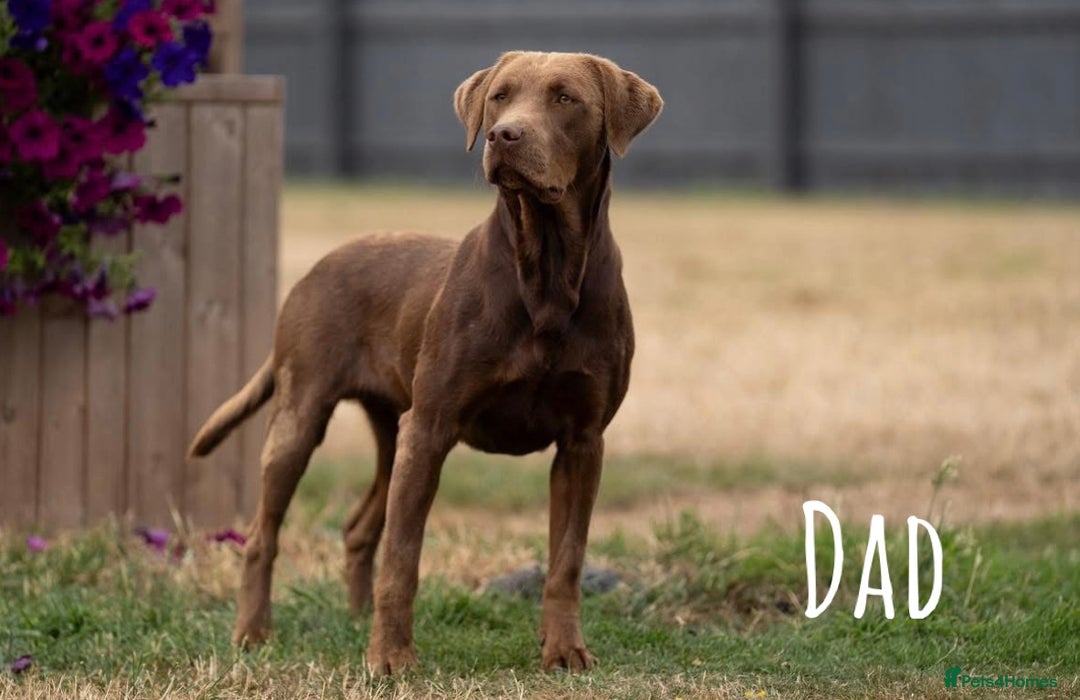 Labrador Retriever dogs for sale: Kc Registered Labradors ready to leave now - Image 21
