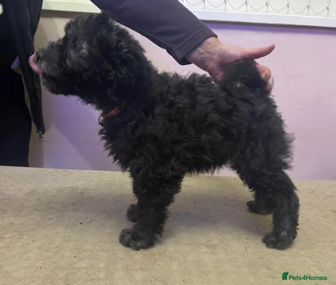 Hungarian Pumi dogs for sale: Rare Breed  - Advert 19