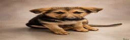 German Shepherd dogs for sale: Last German Shepherd Boy from Outstanding Parents - Advert 2