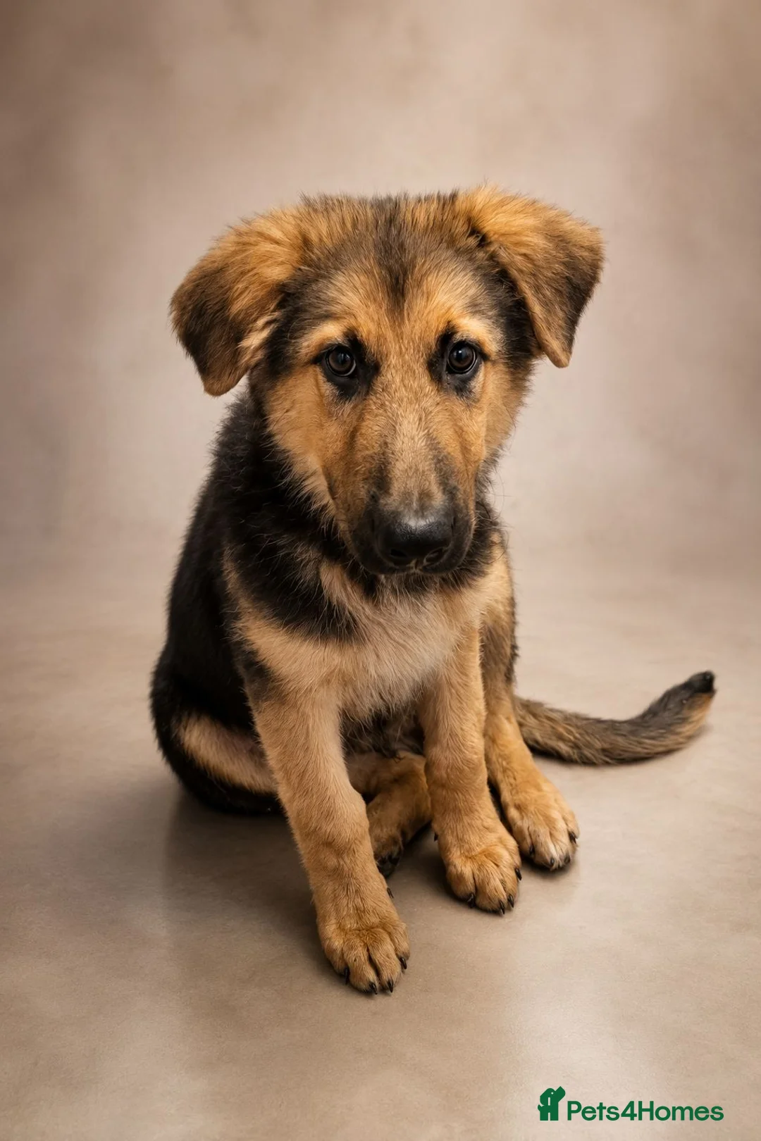 German Shepherd dogs for sale: Last German Shepherd Boy from Outstanding Parents - Advert 2