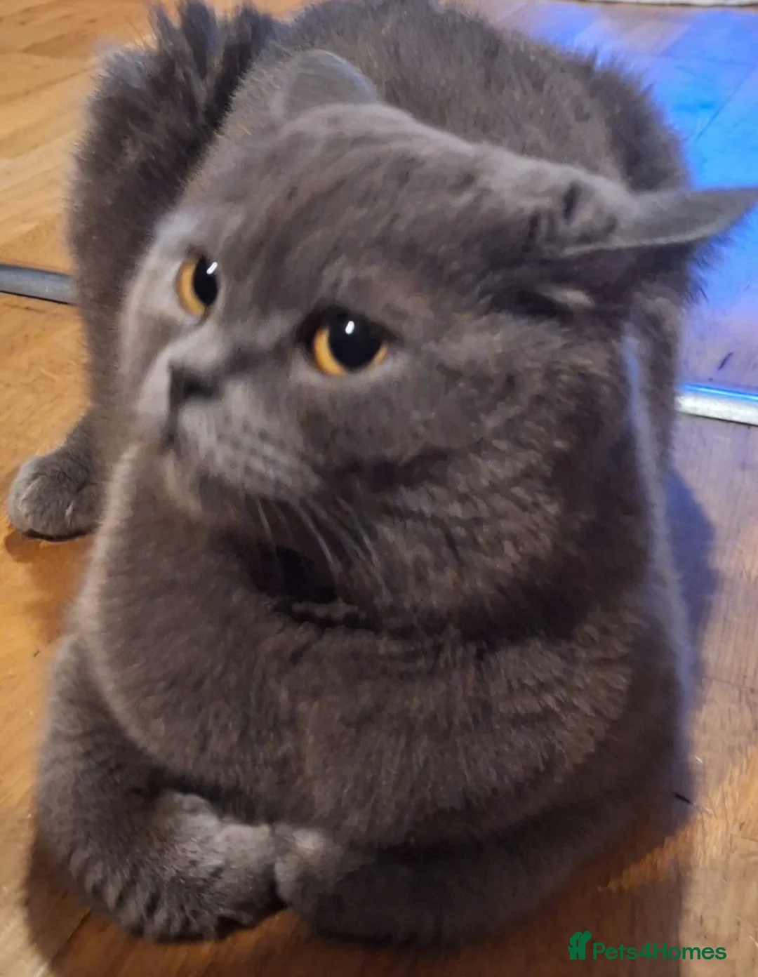 British Shorthair cats for sale: Blu British shorthair  - Advert 1