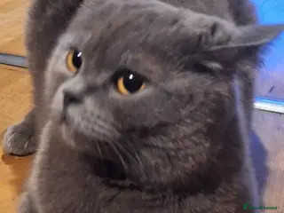 British Shorthair cats Blu British shorthair - Advert 5