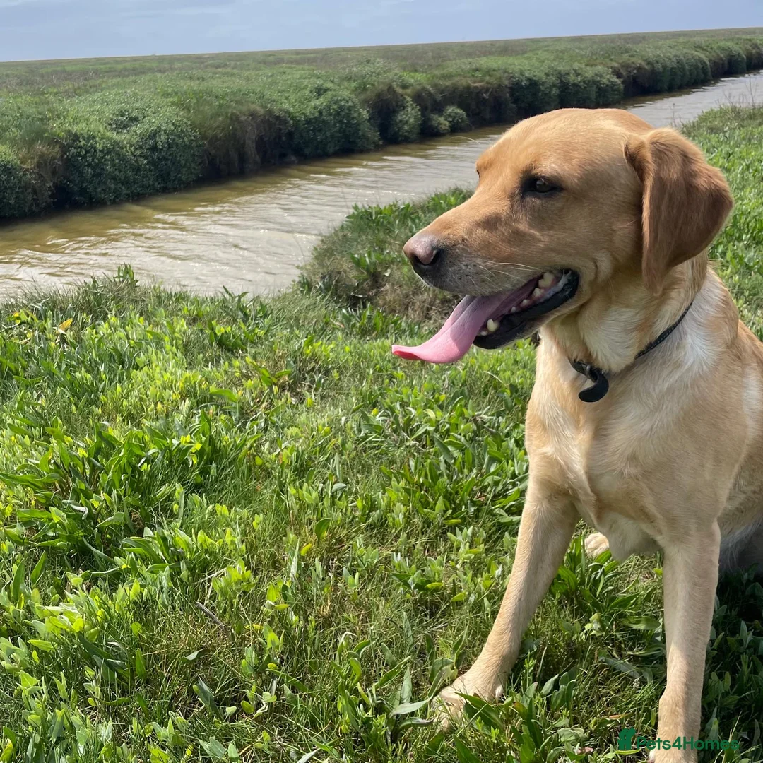 Labrador Retriever dogs for stud: Yellow Labrador Stud – 4th Gen Gun Dog Pedigree in Southport - Advert 1