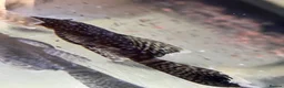 Plecos fish for sale: Still available! Longfin and shortfin bristlenose - Advert 6