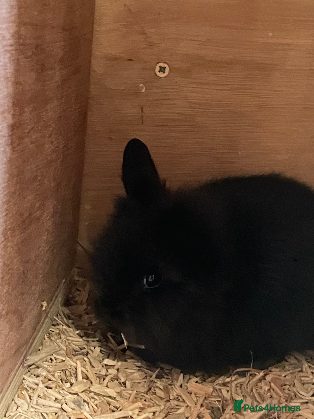 Lionhead rabbits for sale: 2 MALE LIONHEAD RABBITS - Image 3