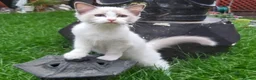 Ragdoll cats for sale: RAGDOLL BICOLOUR GIRL BLUE EYES READY NOW  - Advert 16
