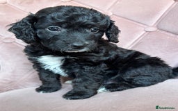 Cockapoo dogs for sale: Cockapoos  - Image 15