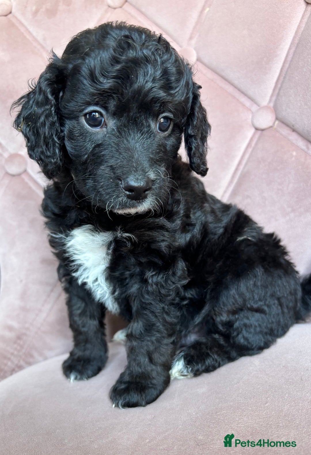 Cockapoo dogs for sale: Cockapoos  - Image 15