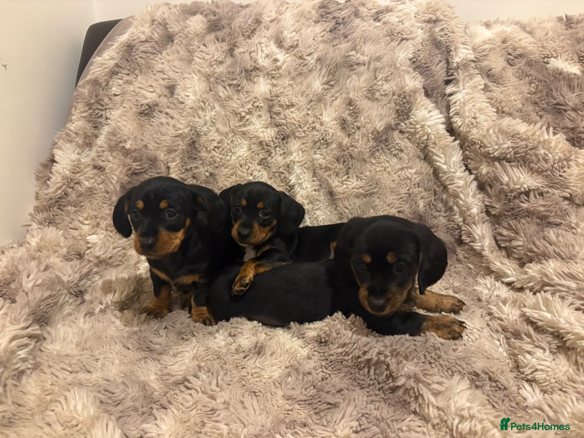 Dachshund dogs Beautiful Dachshund puppies  - Advert 16