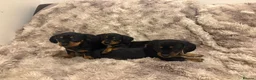 Dachshund dogs for sale: Beautiful Dachshund puppies  in Redhill - Advert 1