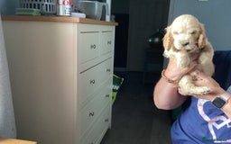Cocker Spaniel dogs for sale: I reg cocker spaniel pups  - Image 2