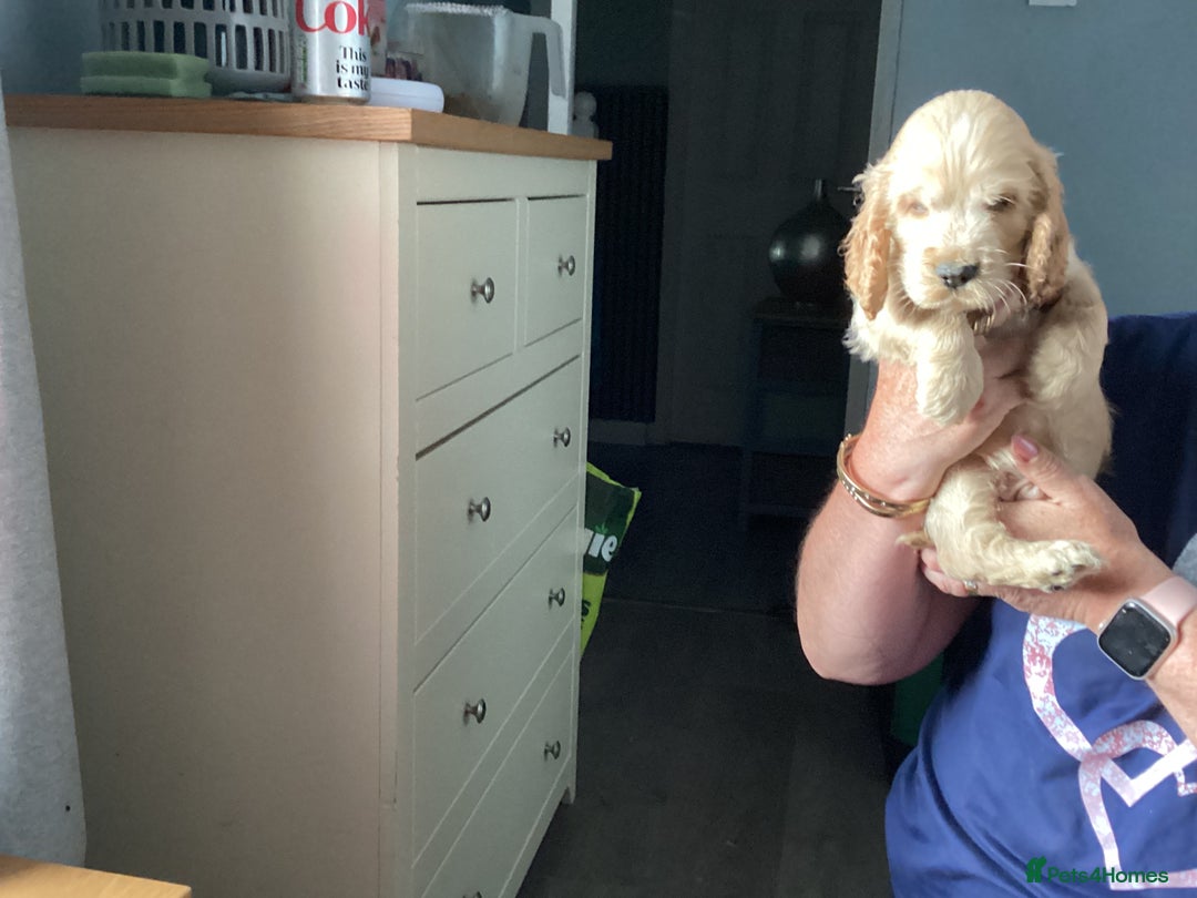 Cocker Spaniel dogs for sale: I reg cocker spaniel pups  - Image 2