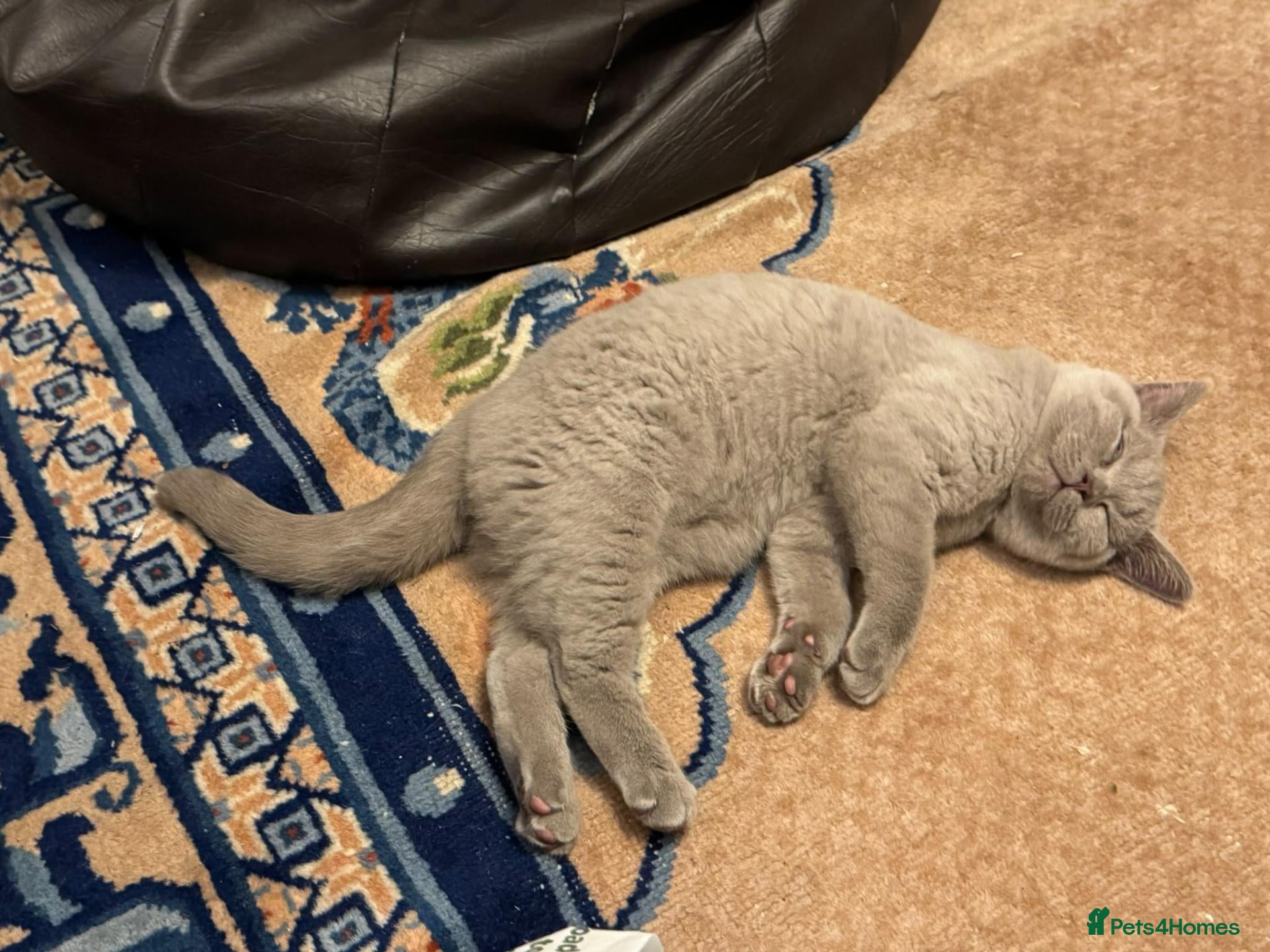 Scottish Fold cats for sale: GORGIOUS LILAC BRITISH SHORTHAIR MALE KITTEN - Advert 2