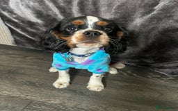 Cavalier King Charles Spaniel dogs for stud: Cavalier King Charles for stud  - Image 4