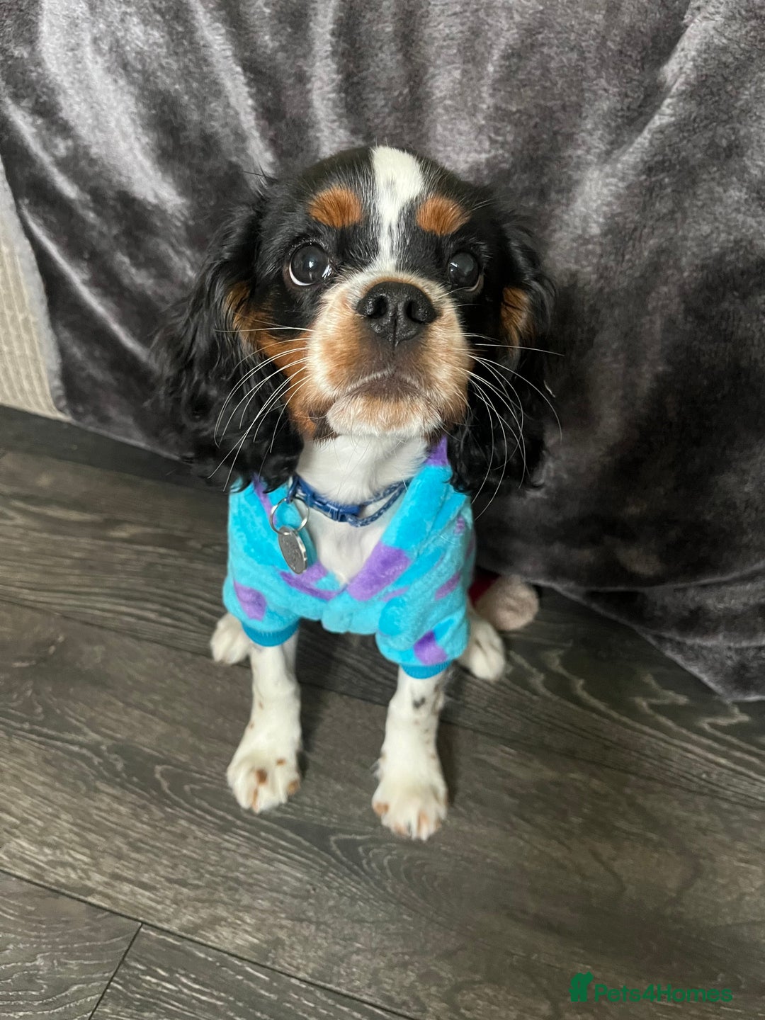 Cavalier King Charles Spaniel dogs for stud: Cavalier King Charles for stud  - Image 4