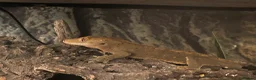 Gecko reptiles for sale: Pascal the Crested Gecko in Trowbridge - Advert 15